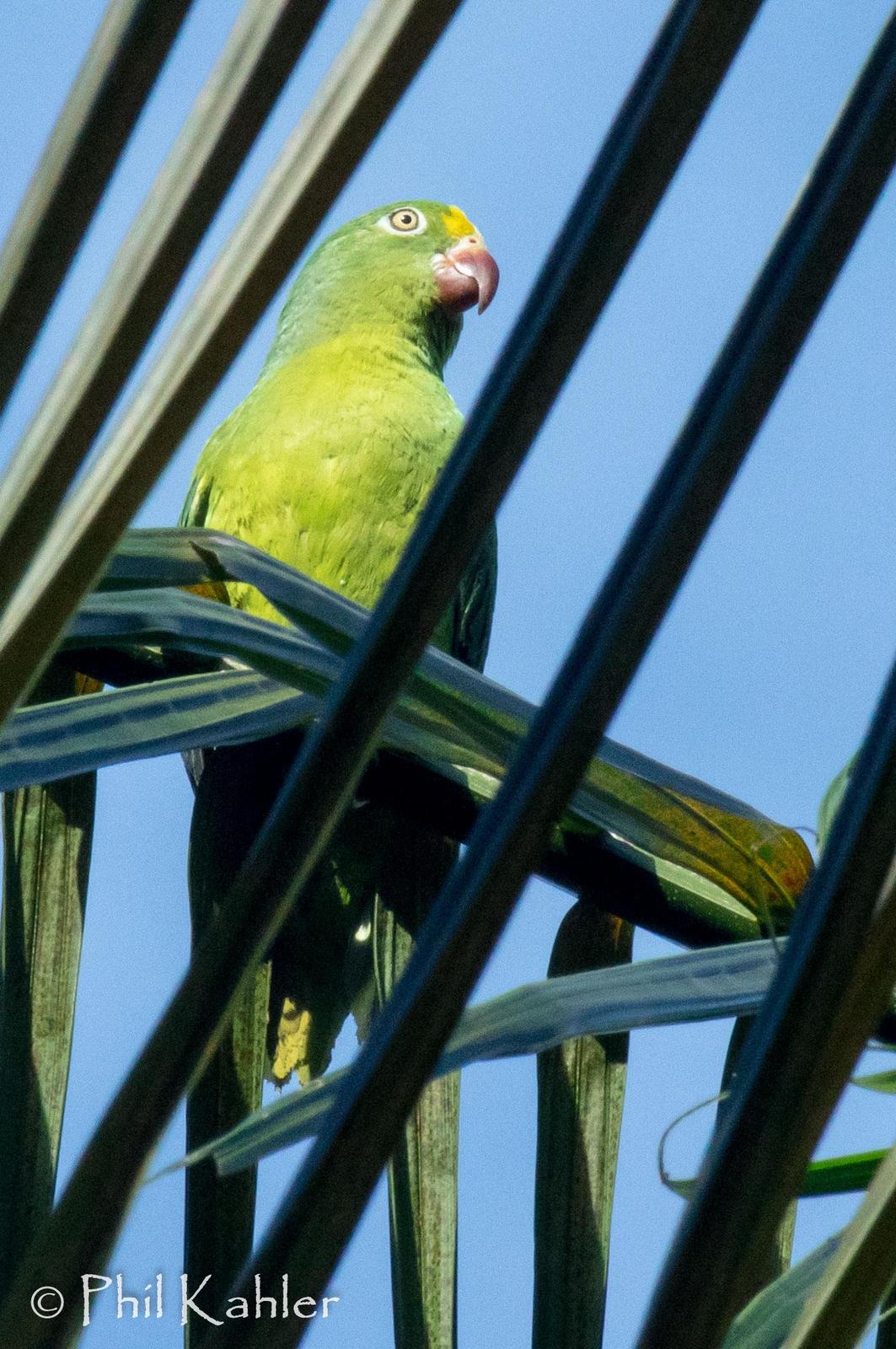 Tui Parakeet Photo by Phil Kahler