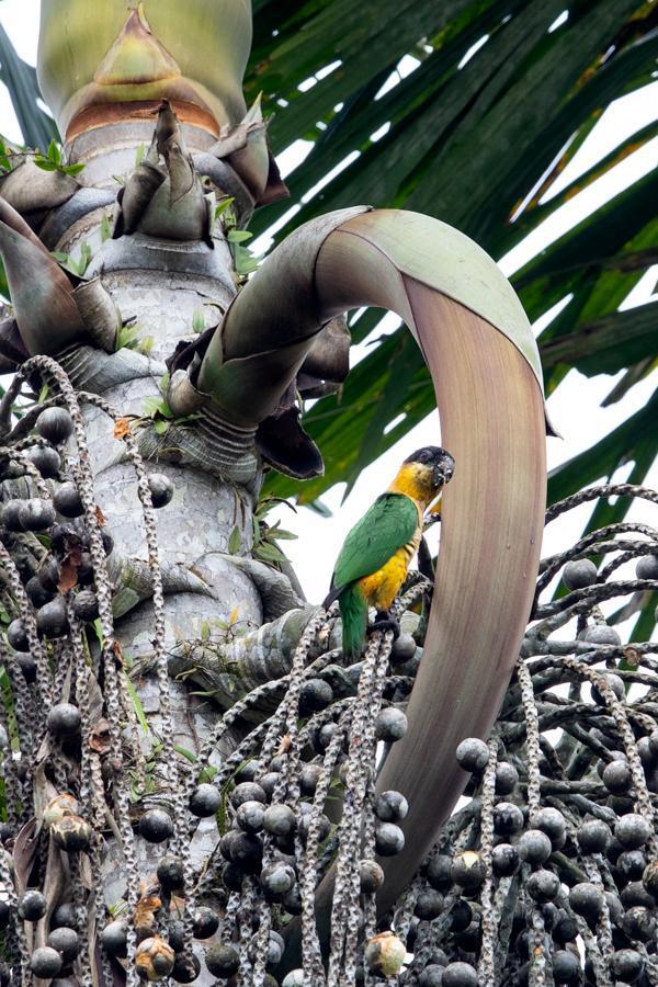 Black-headed Parrot Photo by Bejat McCracken