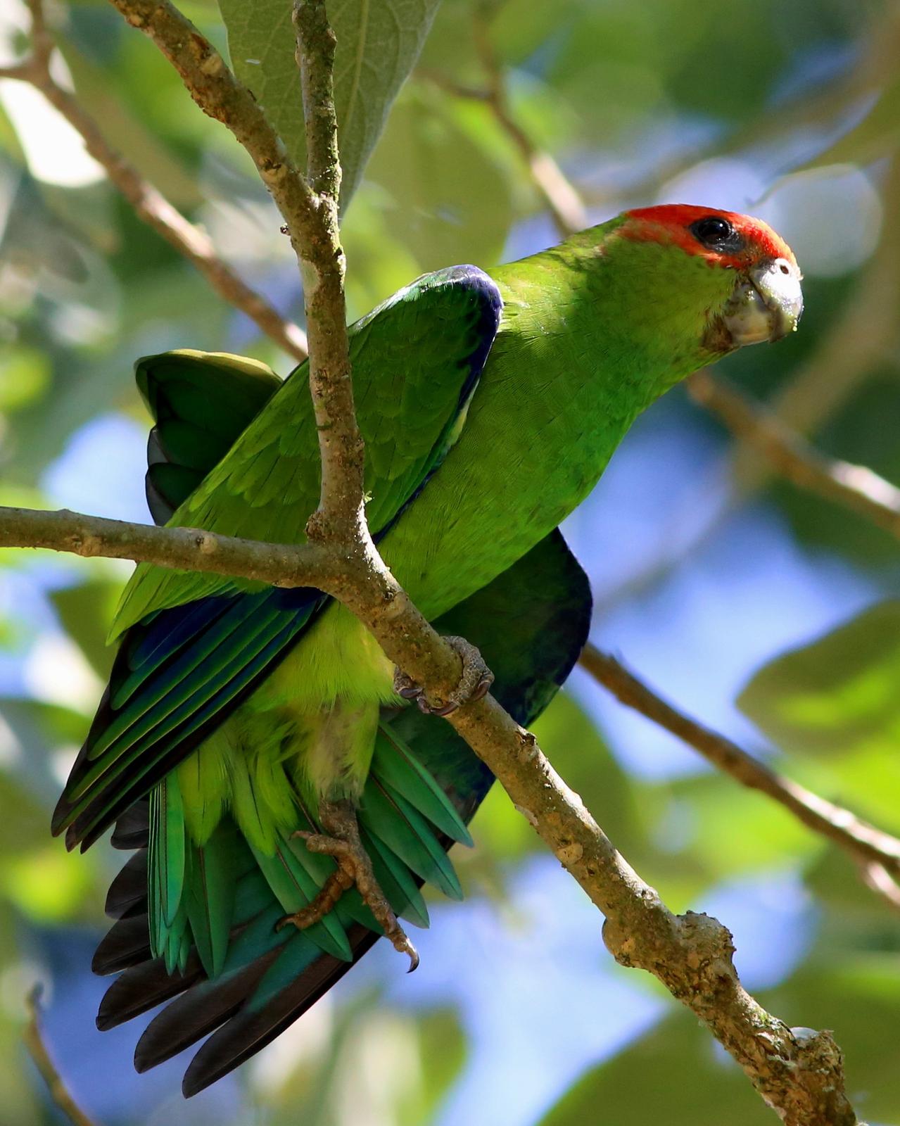 Pileated Parrot Photo by Rohan van Twest