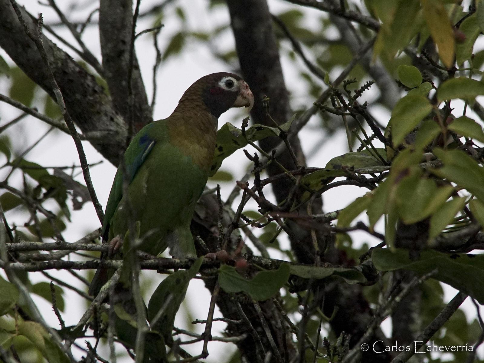 Brown-hooded Parrot Photo by Carlos Echeverría