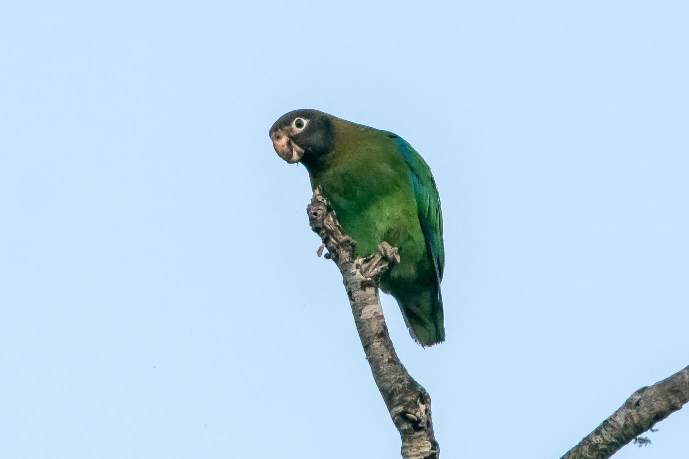 Brown-hooded Parrot Photo by Gerald Hoekstra