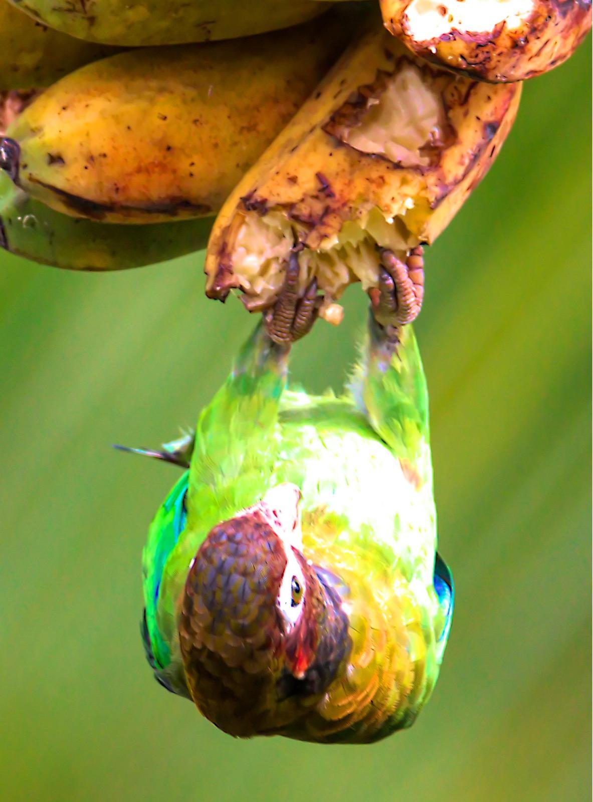 Brown-hooded Parrot Photo by Dan Tallman