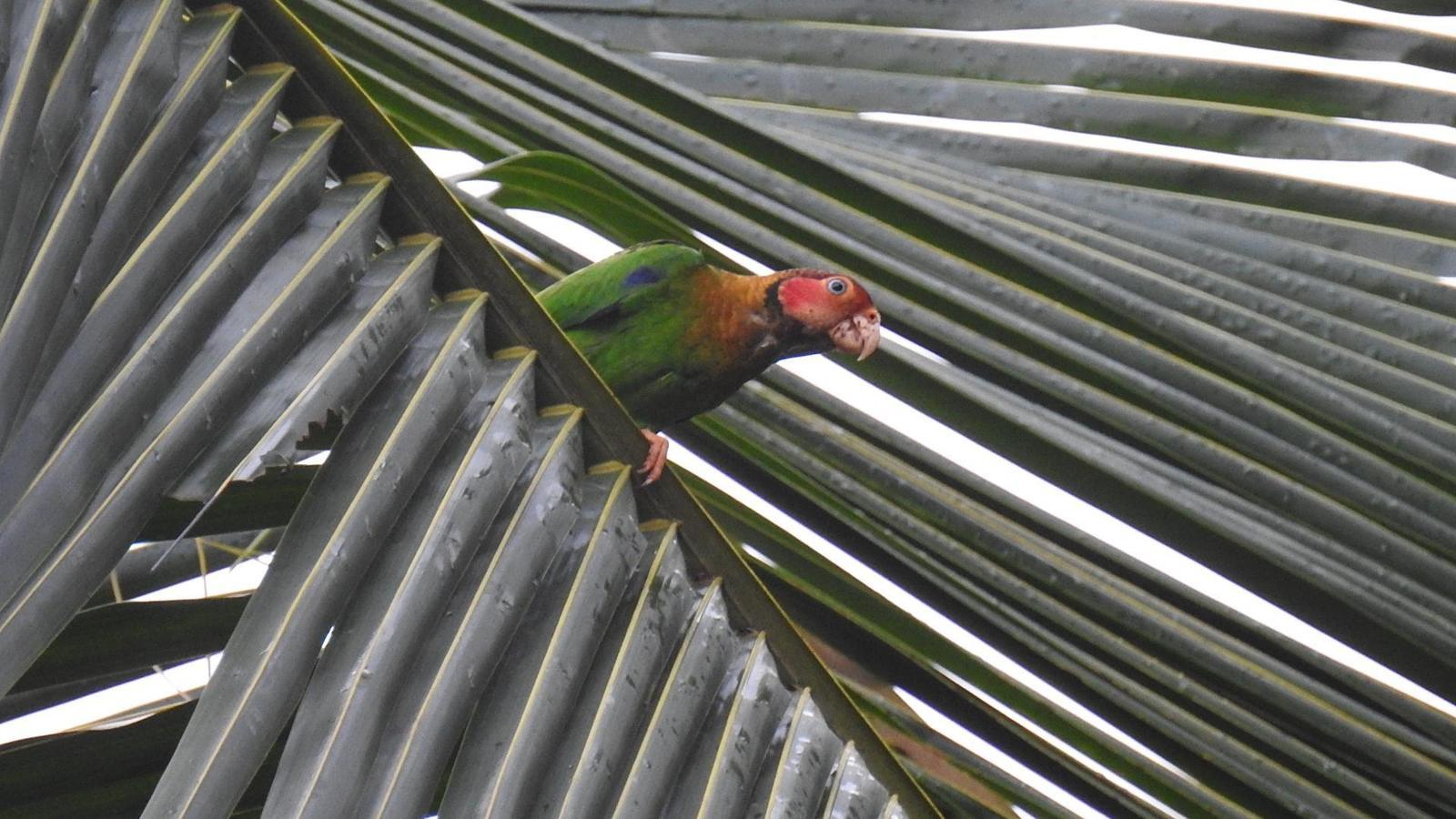 Rose-faced Parrot Photo by Julio Delgado