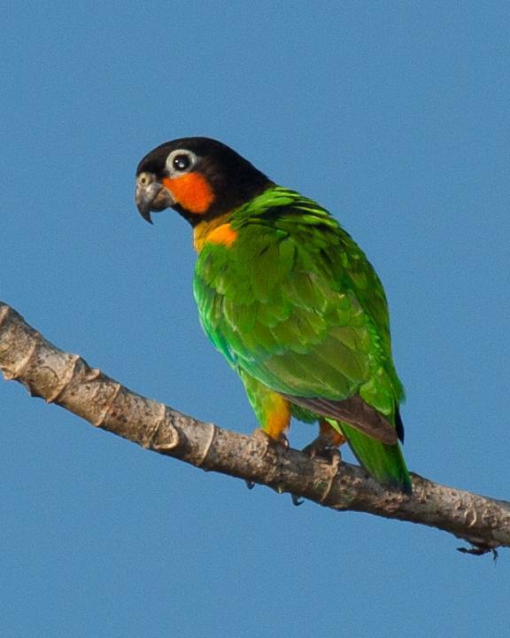 Orange-cheeked Parrot Photo by Robert Lewis