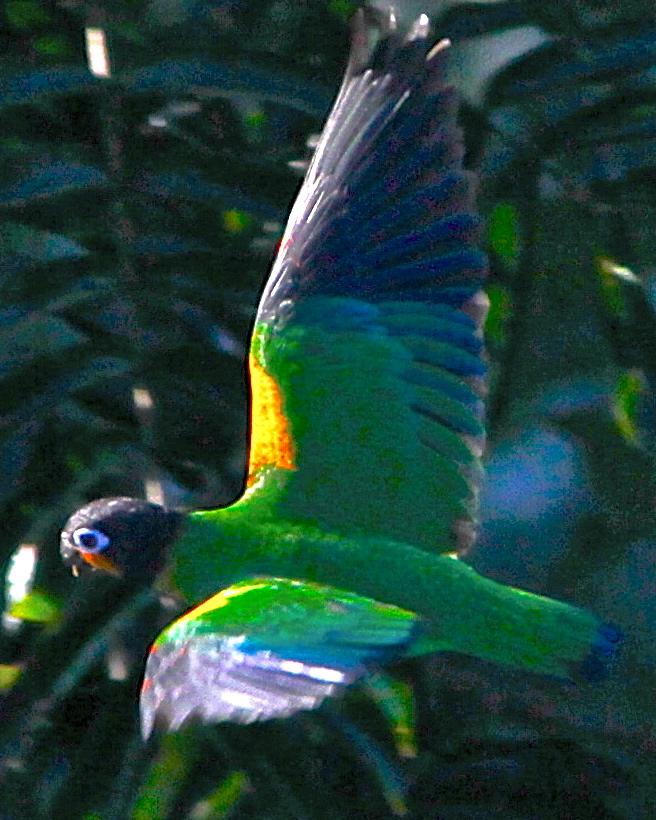 Orange-cheeked Parrot Photo by Marcelo Padua