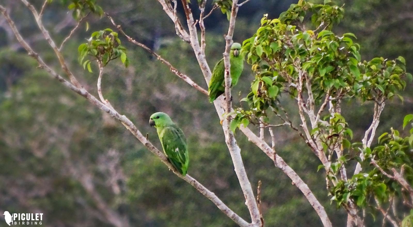 Short-tailed Parrot Photo by Julio Delgado