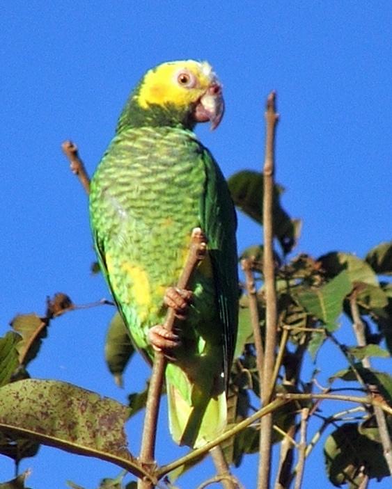 Yellow-faced Parrot Photo by Marcelo Padua