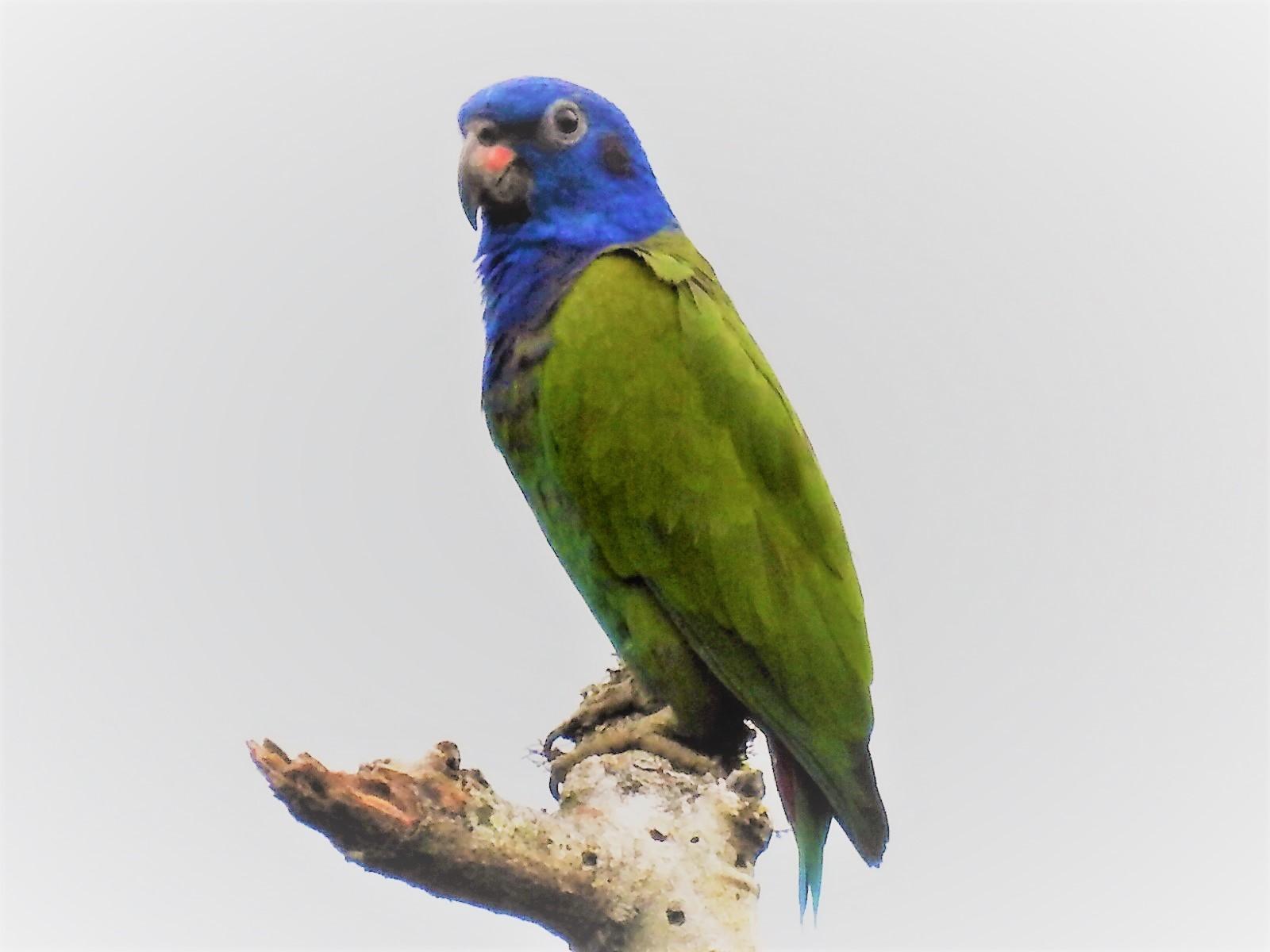 Blue-headed Parrot Photo by John Licharson