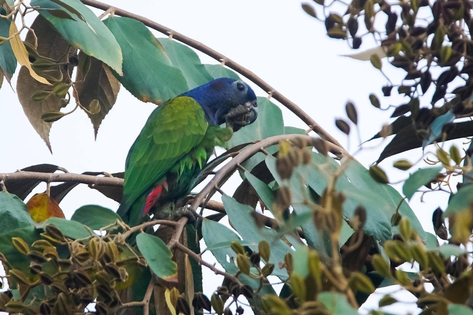Blue-headed Parrot Photo by Gerald Hoekstra