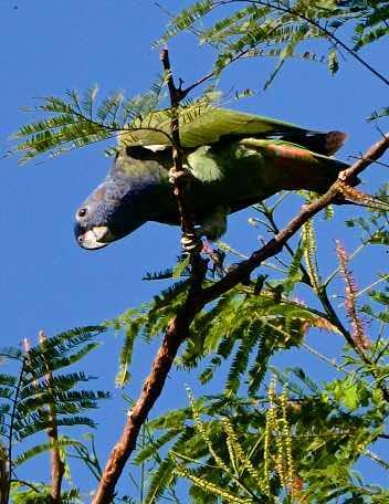 Blue-headed Parrot Photo by Andrew Pittman