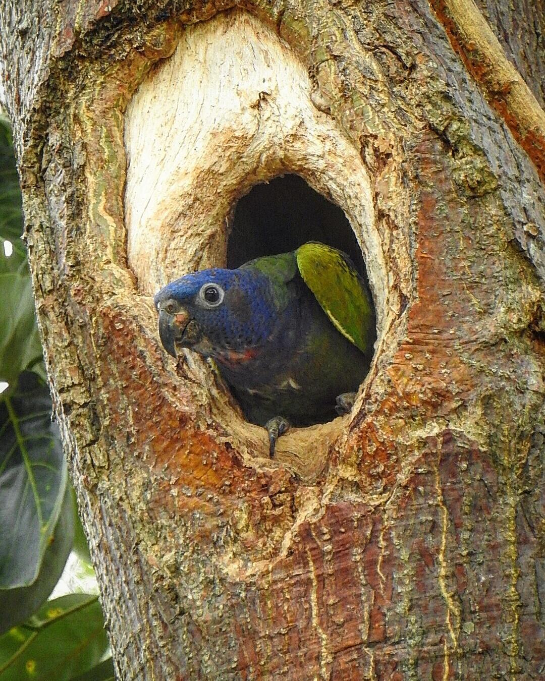 Blue-headed Parrot Photo by Julio Delgado