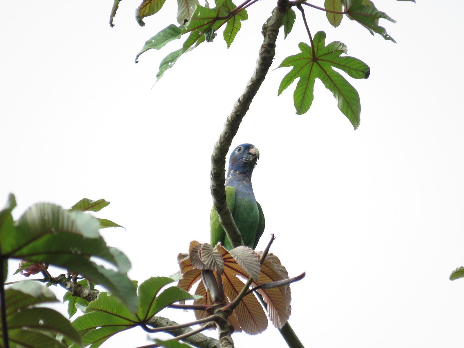 Blue-headed Parrot Photo by Charles Vellios
