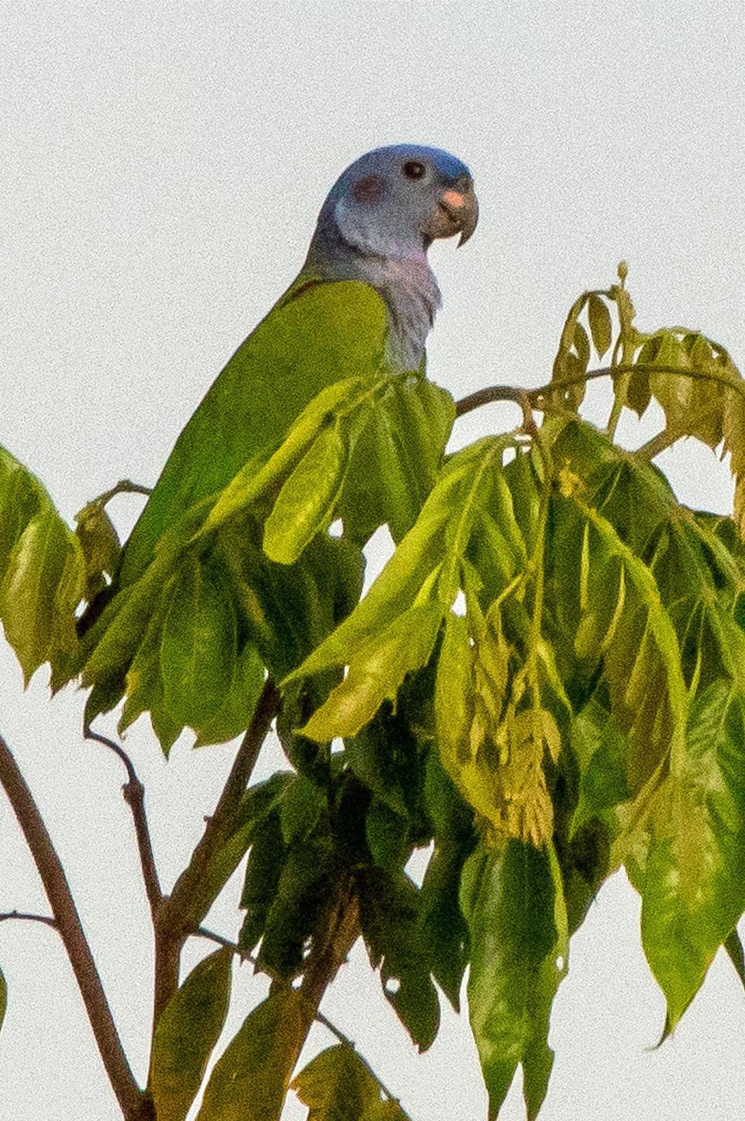 Blue-headed Parrot Photo by Phil Kahler