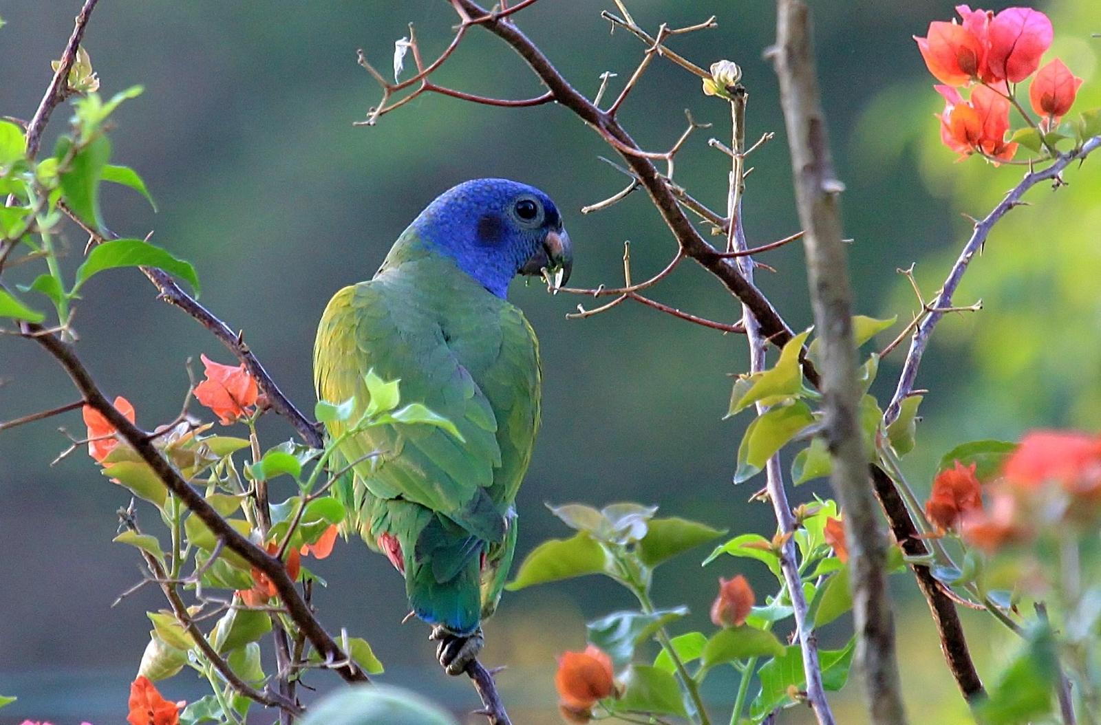 Blue-headed Parrot Photo by Matthew McCluskey