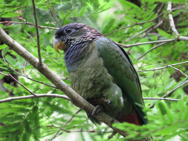 Scaly-headed Parrot Photo by Jeff Harding
