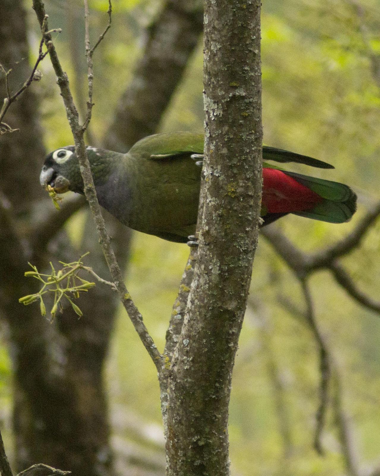 Scaly-headed Parrot Photo by Lee Harding