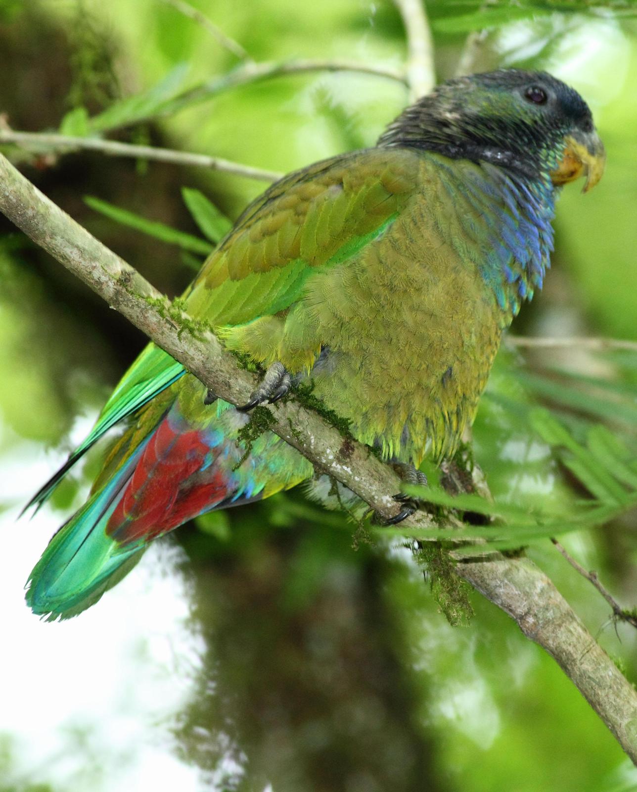 Scaly-headed Parrot Photo by Lee Harding