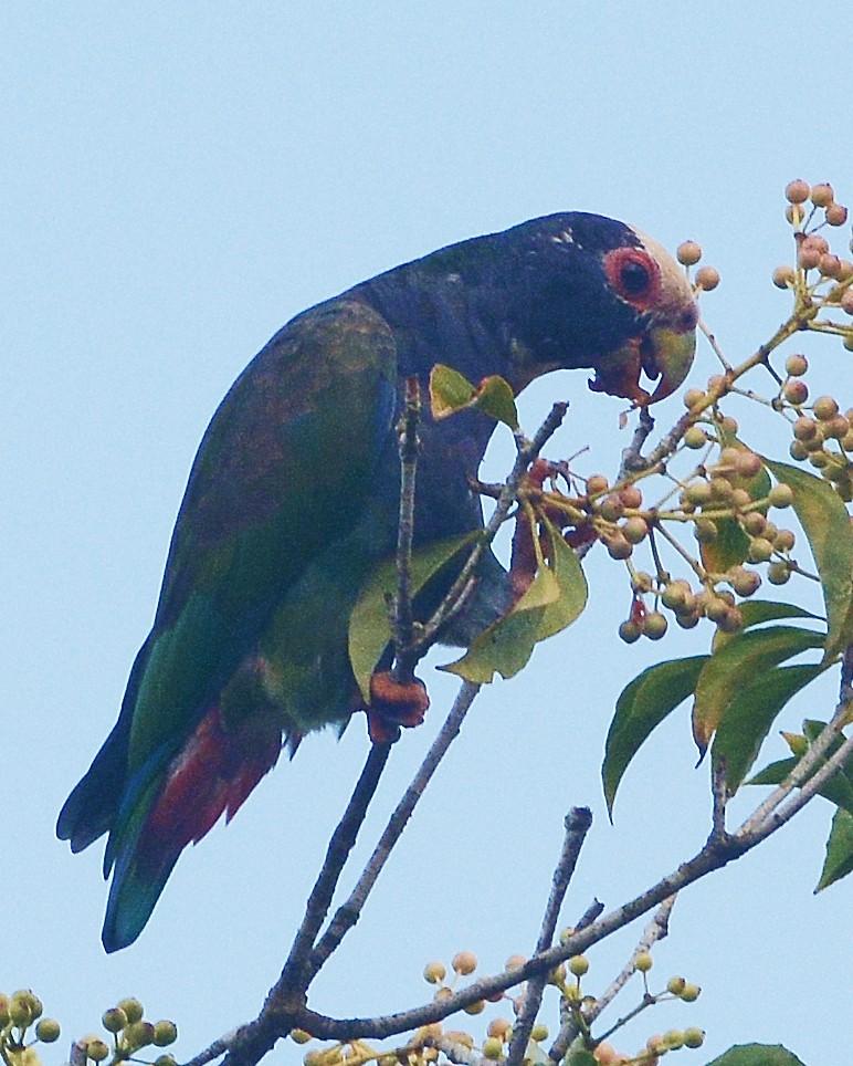 White-crowned Parrot Photo by David Hollie