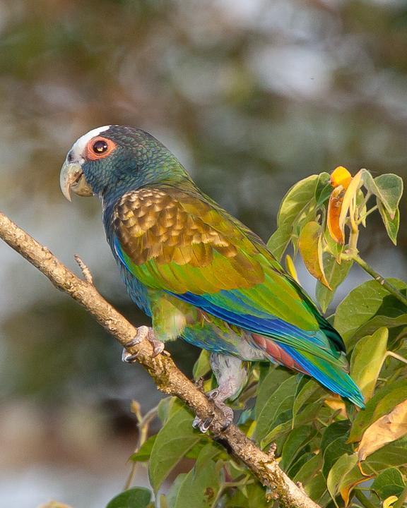 White-crowned Parrot Photo by Robert Lewis