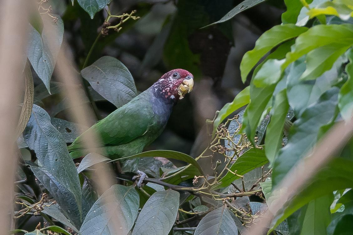 Speckle-faced Parrot Photo by Gerald Hoekstra