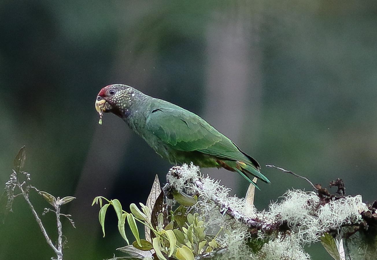 Speckle-faced Parrot Photo by Leonardo Garrigues