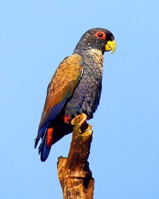 Bronze-winged Parrot Photo by Francesco Veronesi