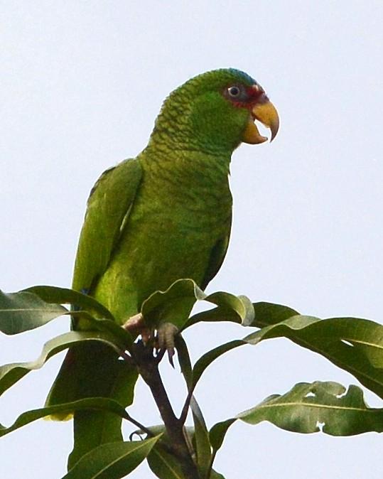 White-fronted Parrot Photo by David Hollie