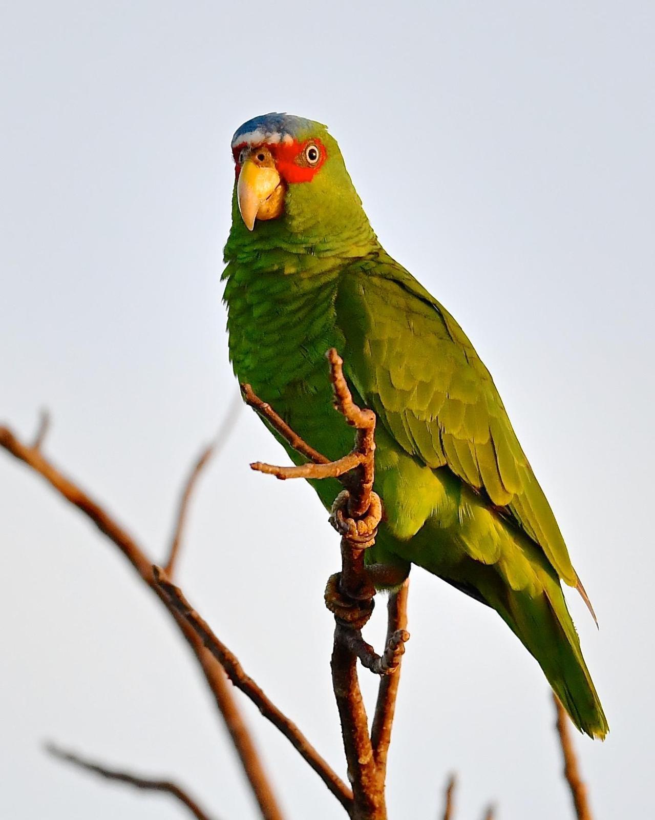 White-fronted Parrot Photo by Gerald Friesen