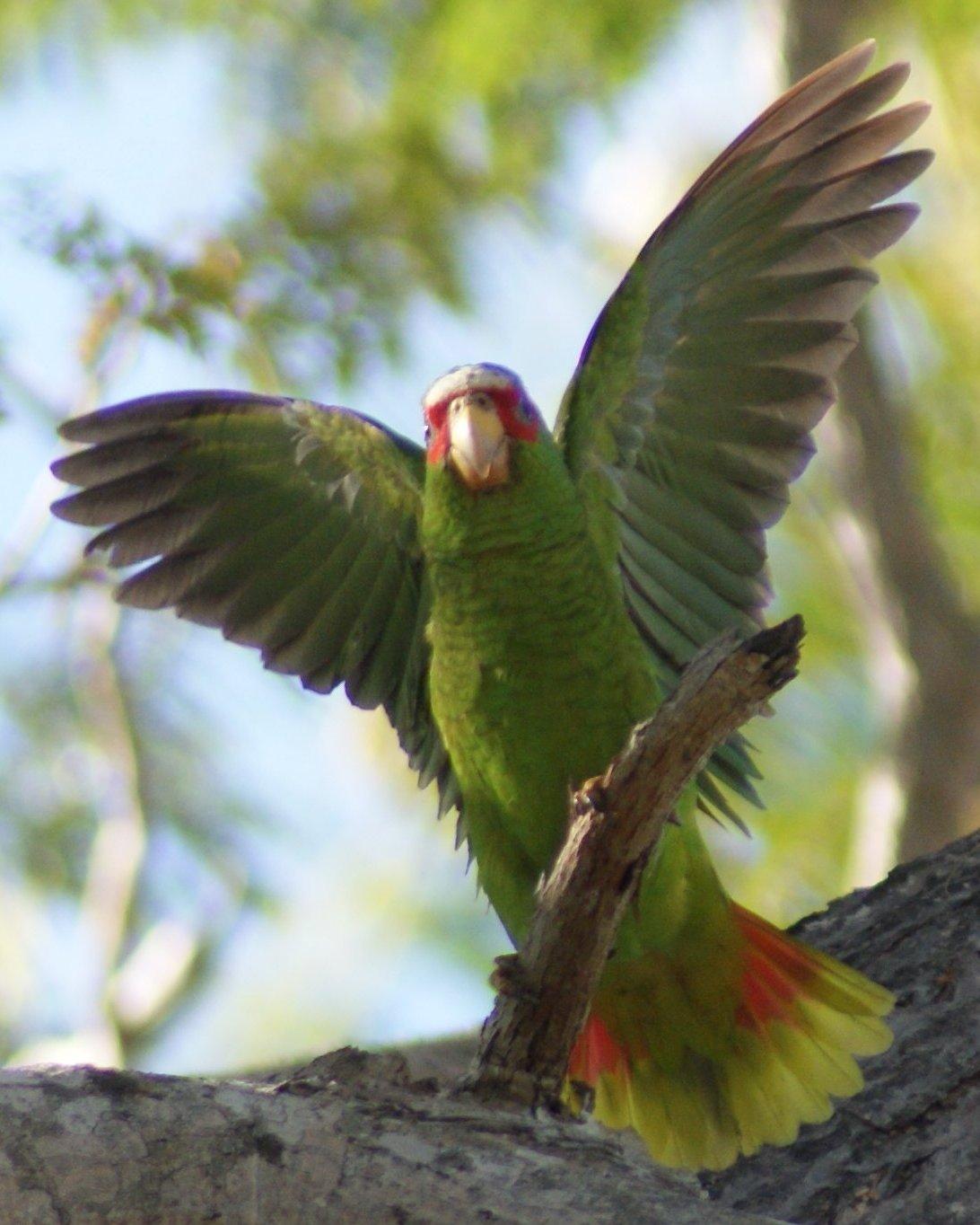 White-fronted Parrot Photo by Robin Oxley