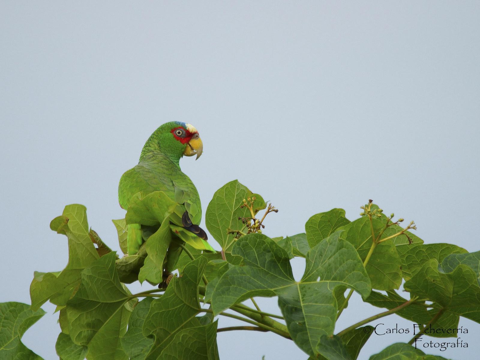 White-fronted Parrot Photo by Carlos Echeverría