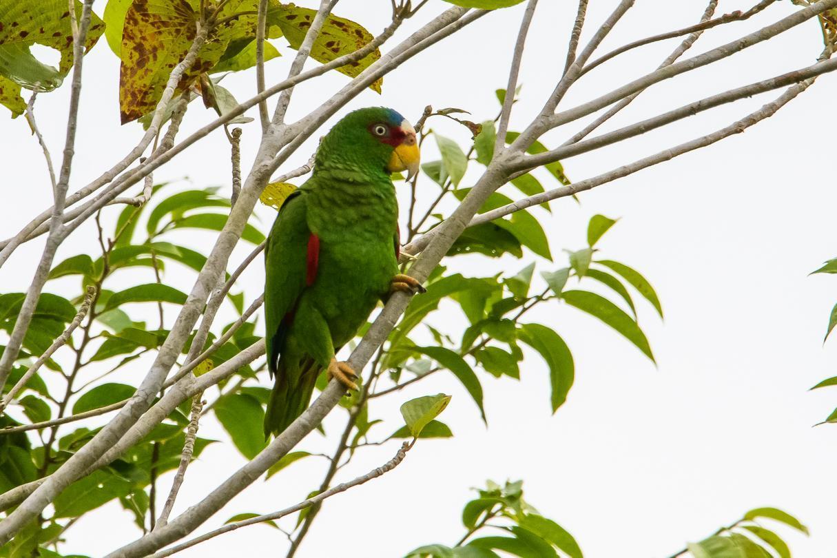 White-fronted Parrot Photo by Gerald Hoekstra