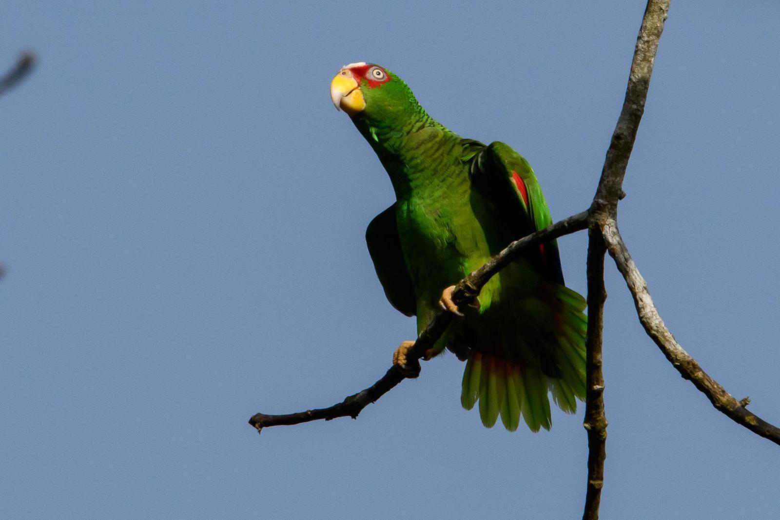 White-fronted Parrot Photo by Gerald Hoekstra