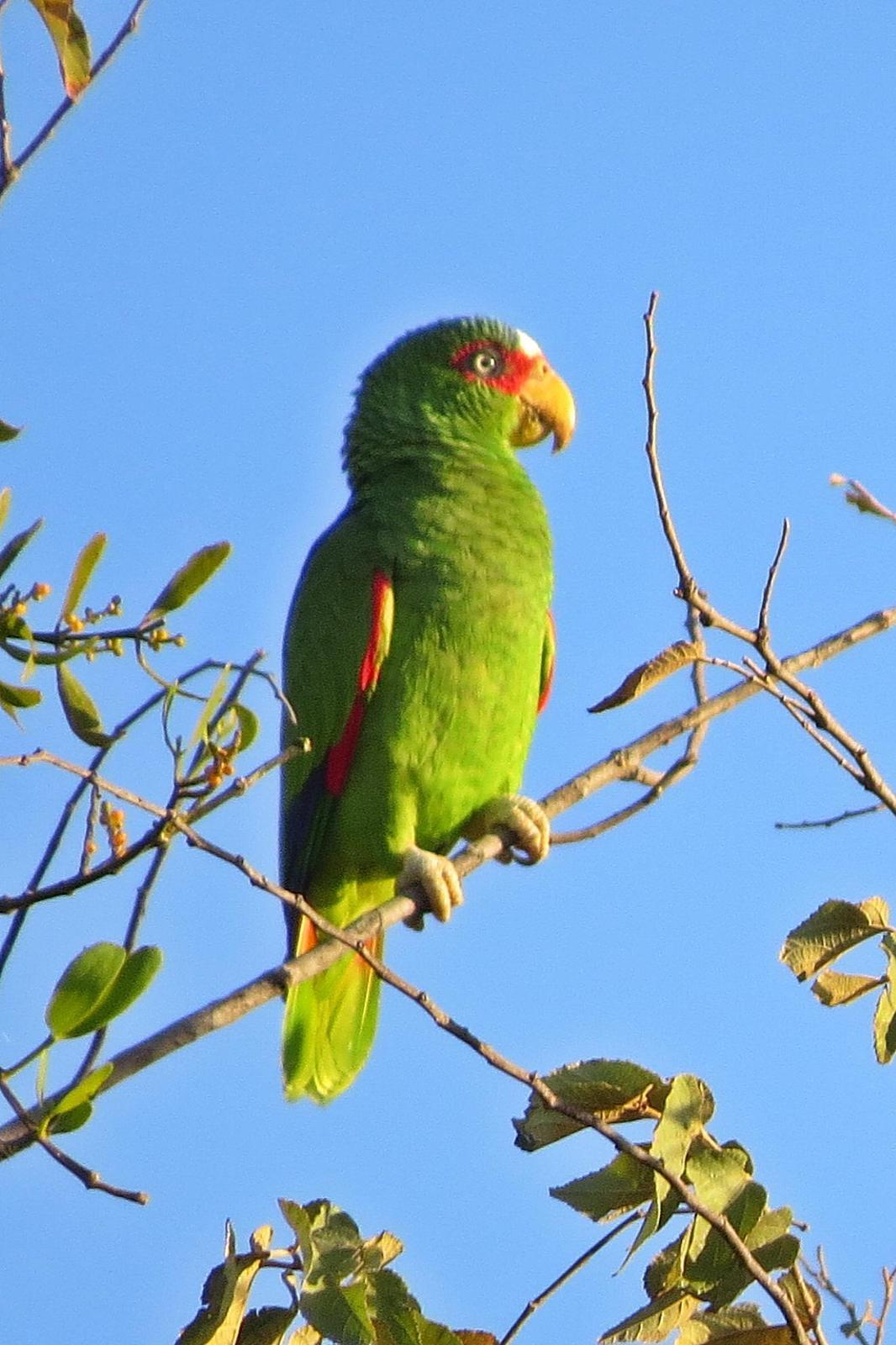 White-fronted Parrot Photo by Enid Bachman