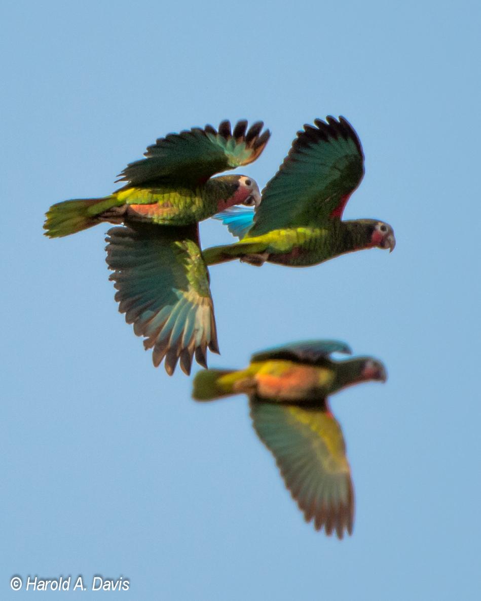 Cuban Parrot Photo by Harold Davis