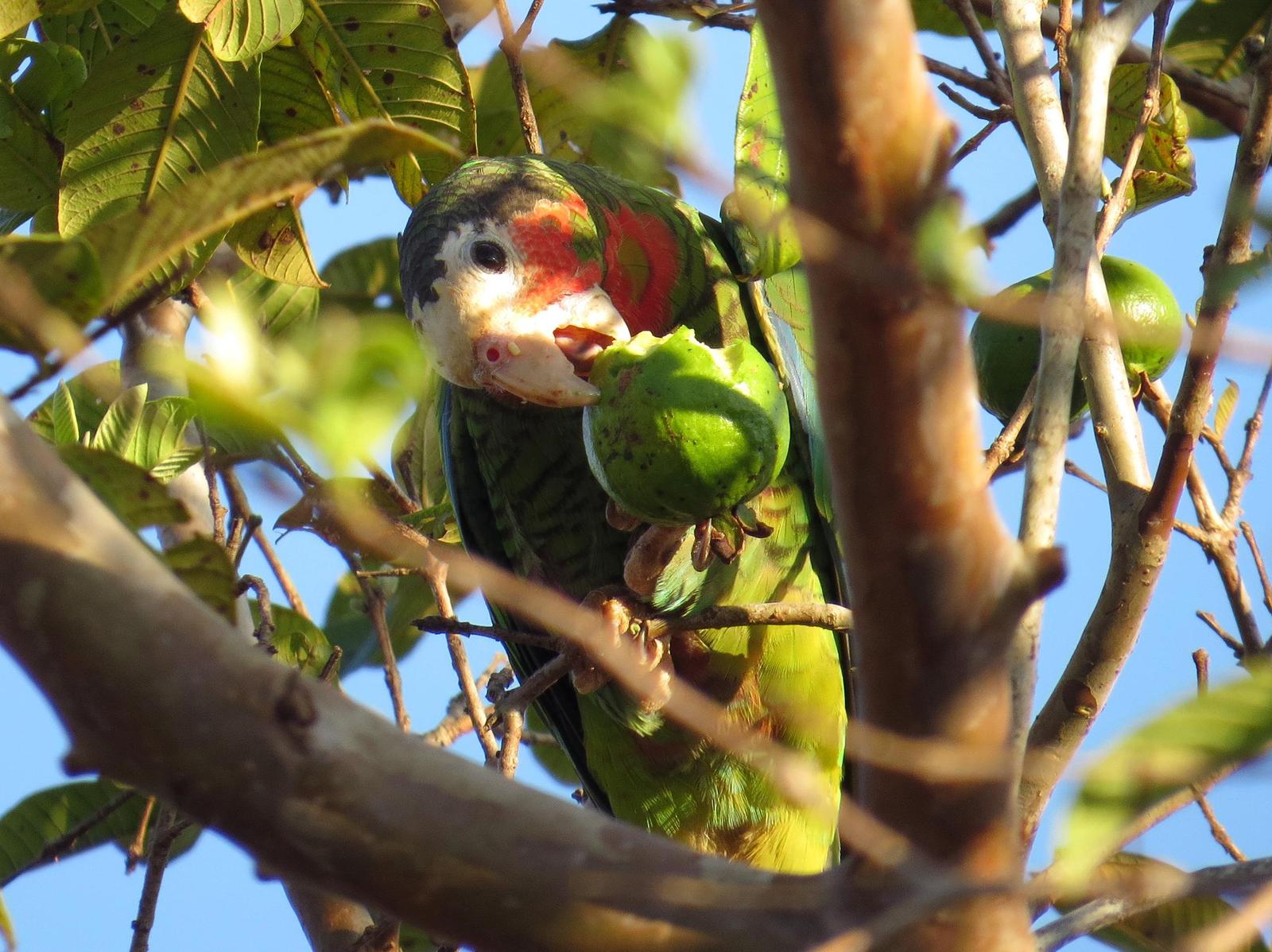 Cuban Parrot Photo by Jennifer Schmidt