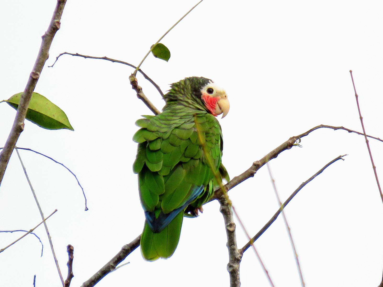 Cuban Parrot Photo by Carey Parks