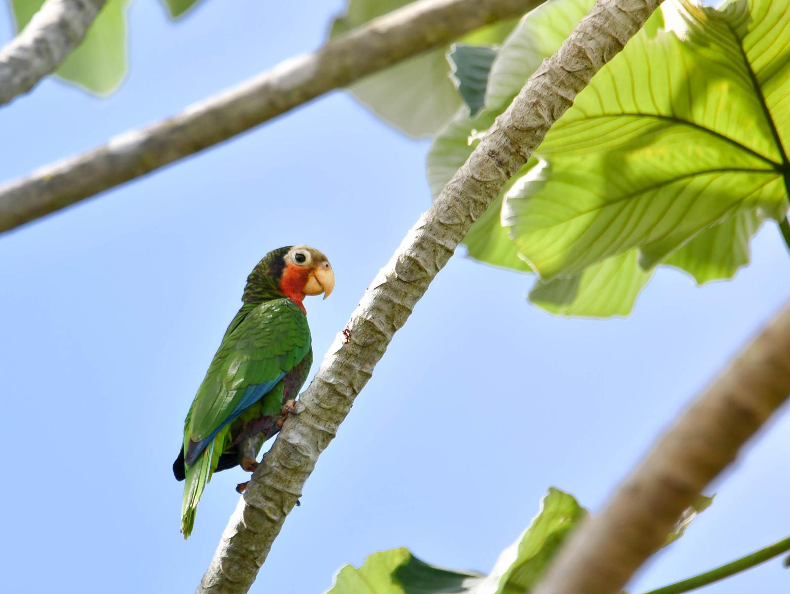 Cuban Parrot (Cuban) Photo by Ken Pinnow