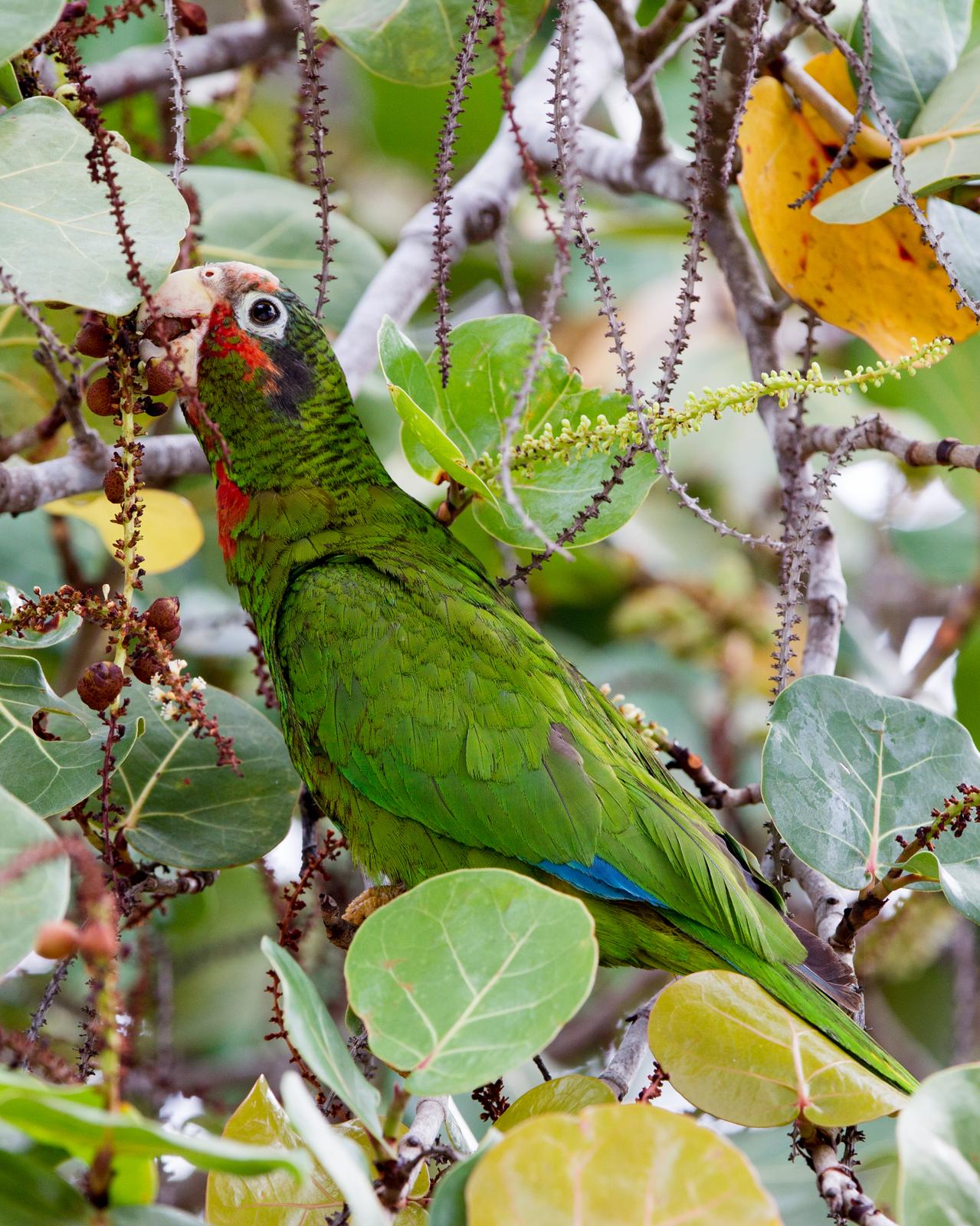 Cuban Parrot (Cayman Is.) Photo by Kevin Berkoff