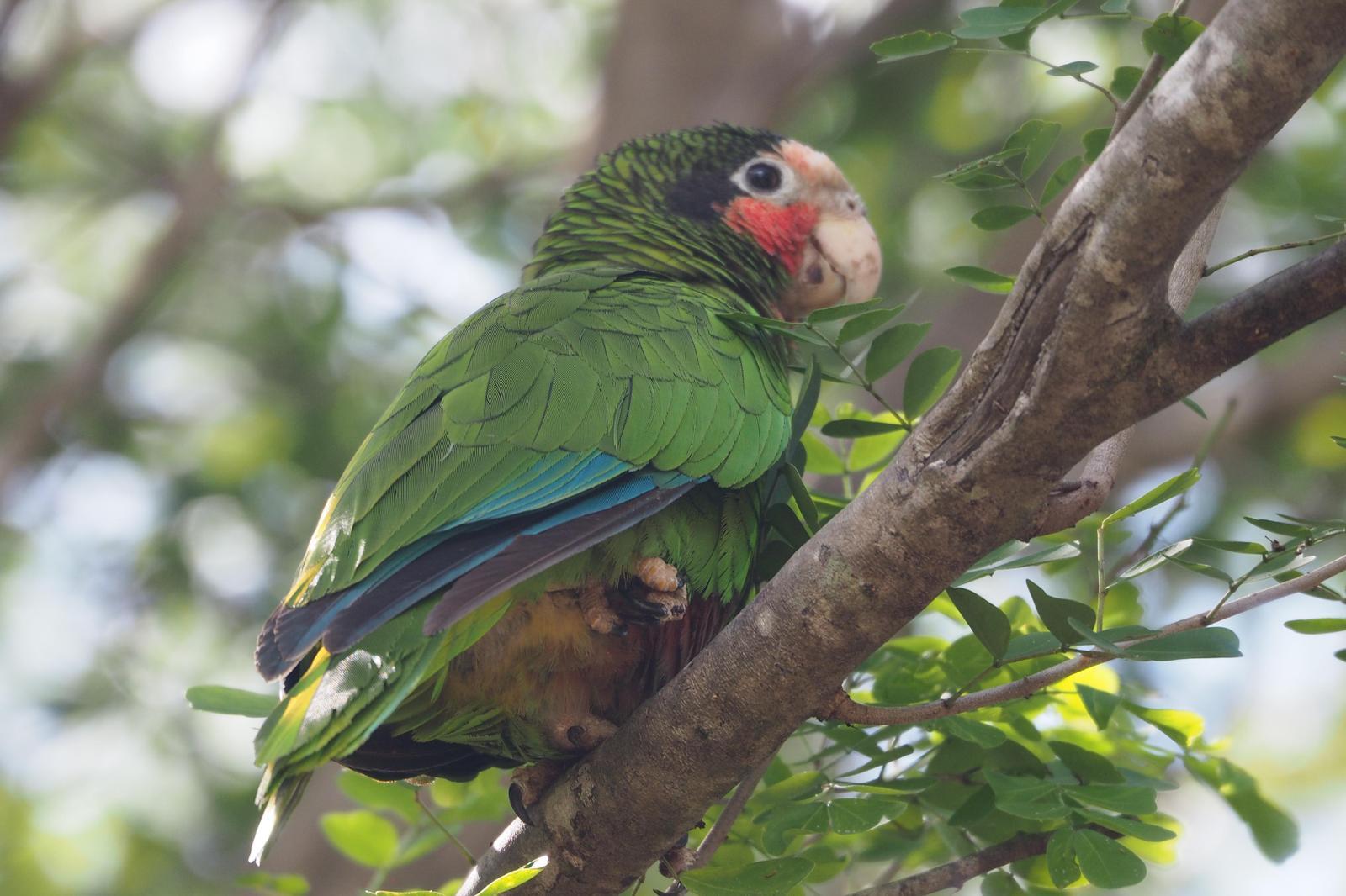 Cuban Parrot (Cayman Is.) Photo by Colin Hill