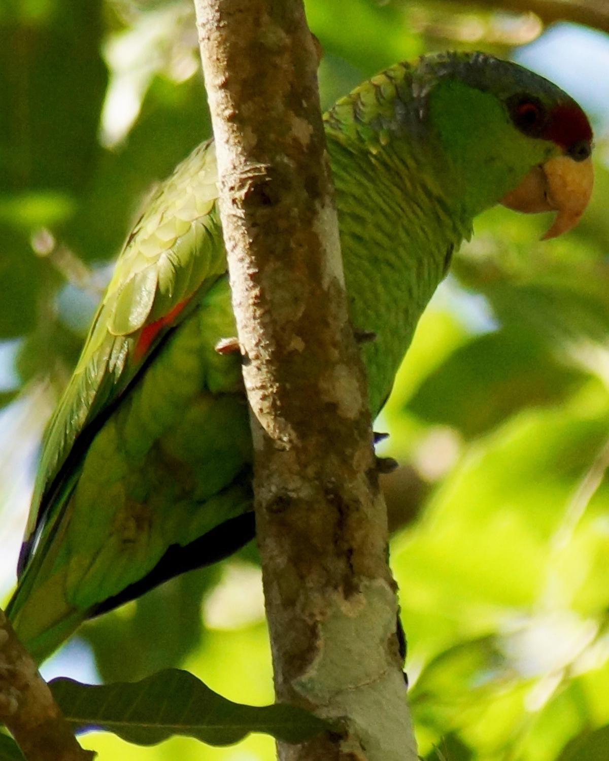 Lilac-crowned Parrot Photo by Robin Oxley