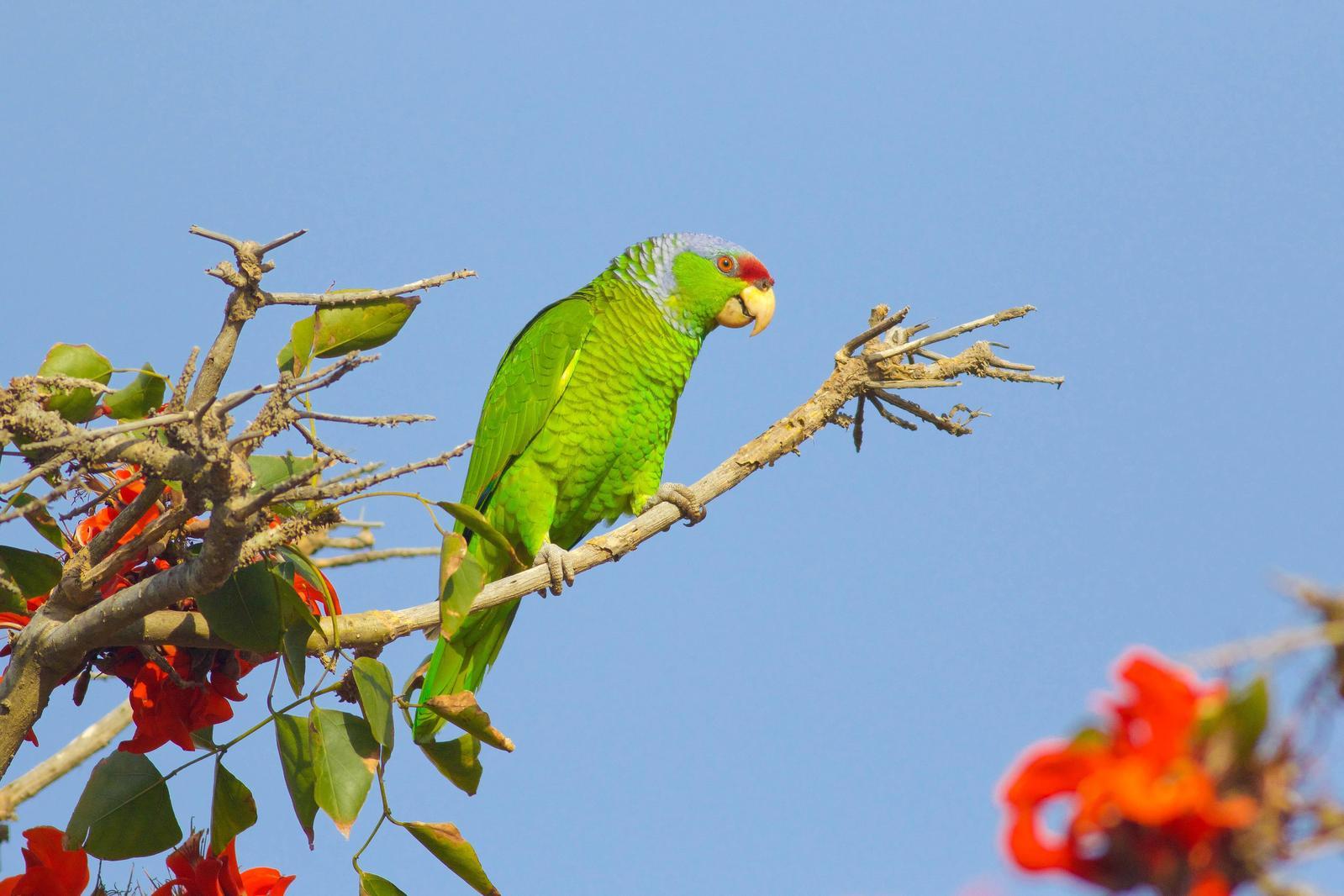 Lilac-crowned Parrot Photo by Tom Ford-Hutchinson