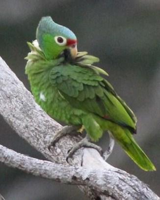 Red-lored Parrot Photo by Michael L. P. Retter