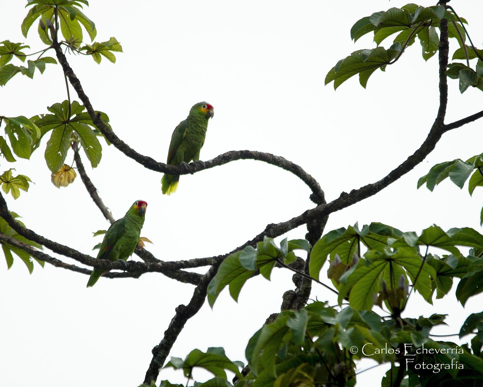 Red-lored Parrot Photo by Carlos Echeverría