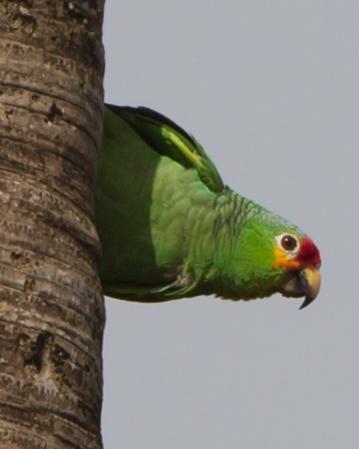 Red-lored Parrot Photo by Kevin Berkoff