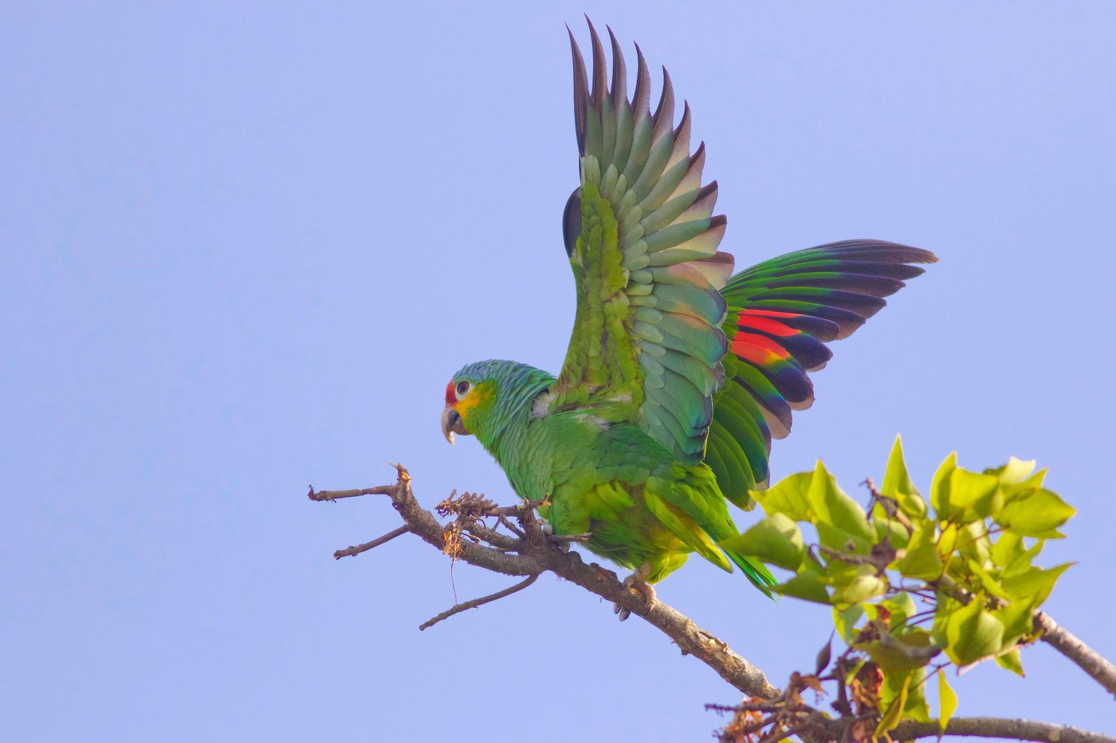 Red-lored Parrot Photo by Tom Ford-Hutchinson