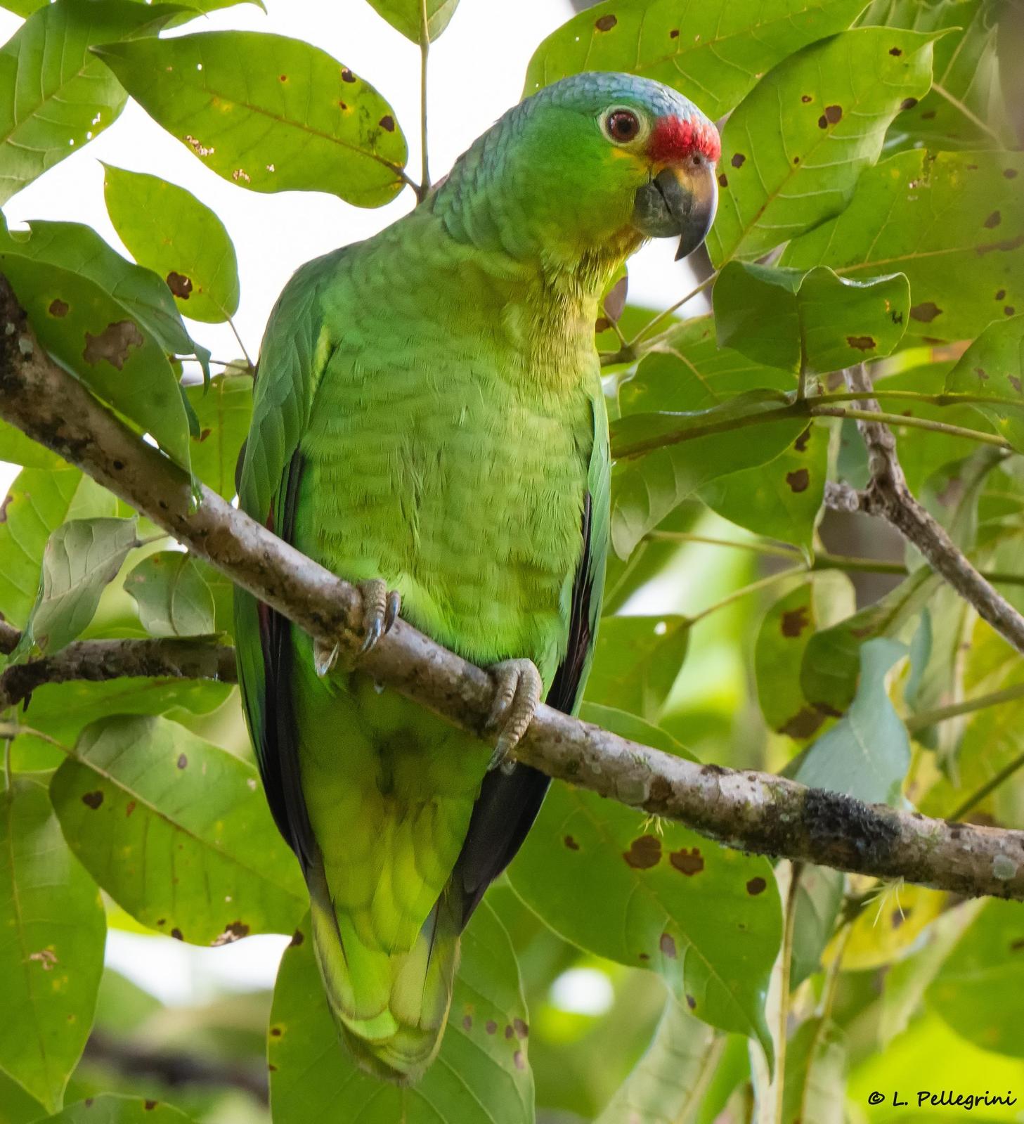 Red-lored Parrot Photo by Laurence Pellegrini