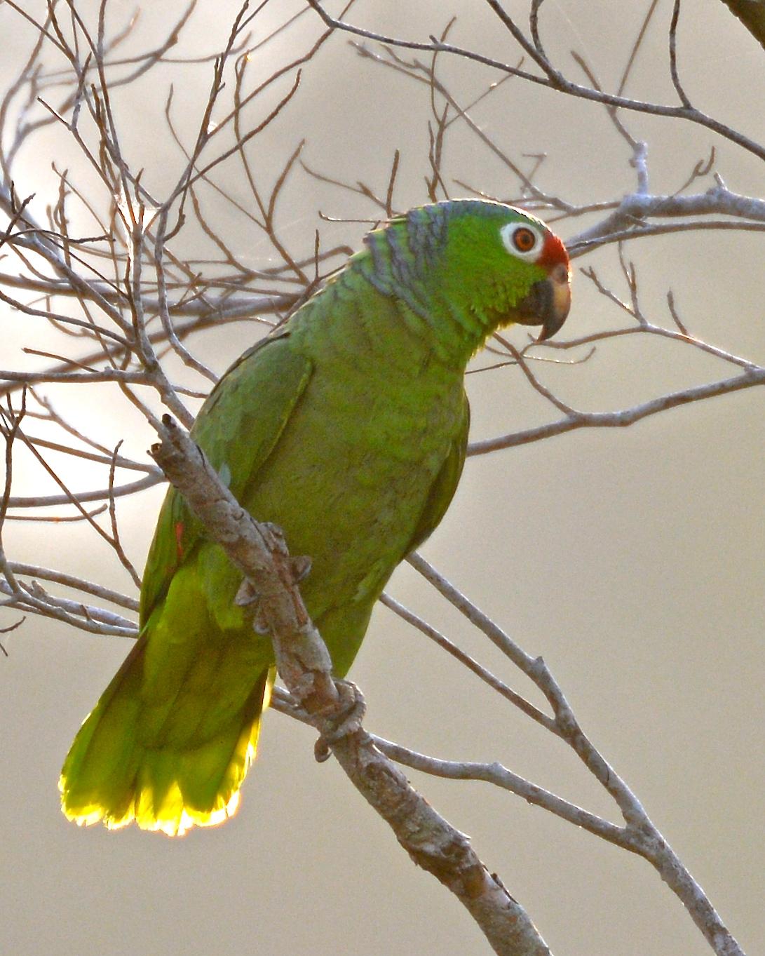Red-lored Parrot (Salvin's) Photo by Gerald Friesen