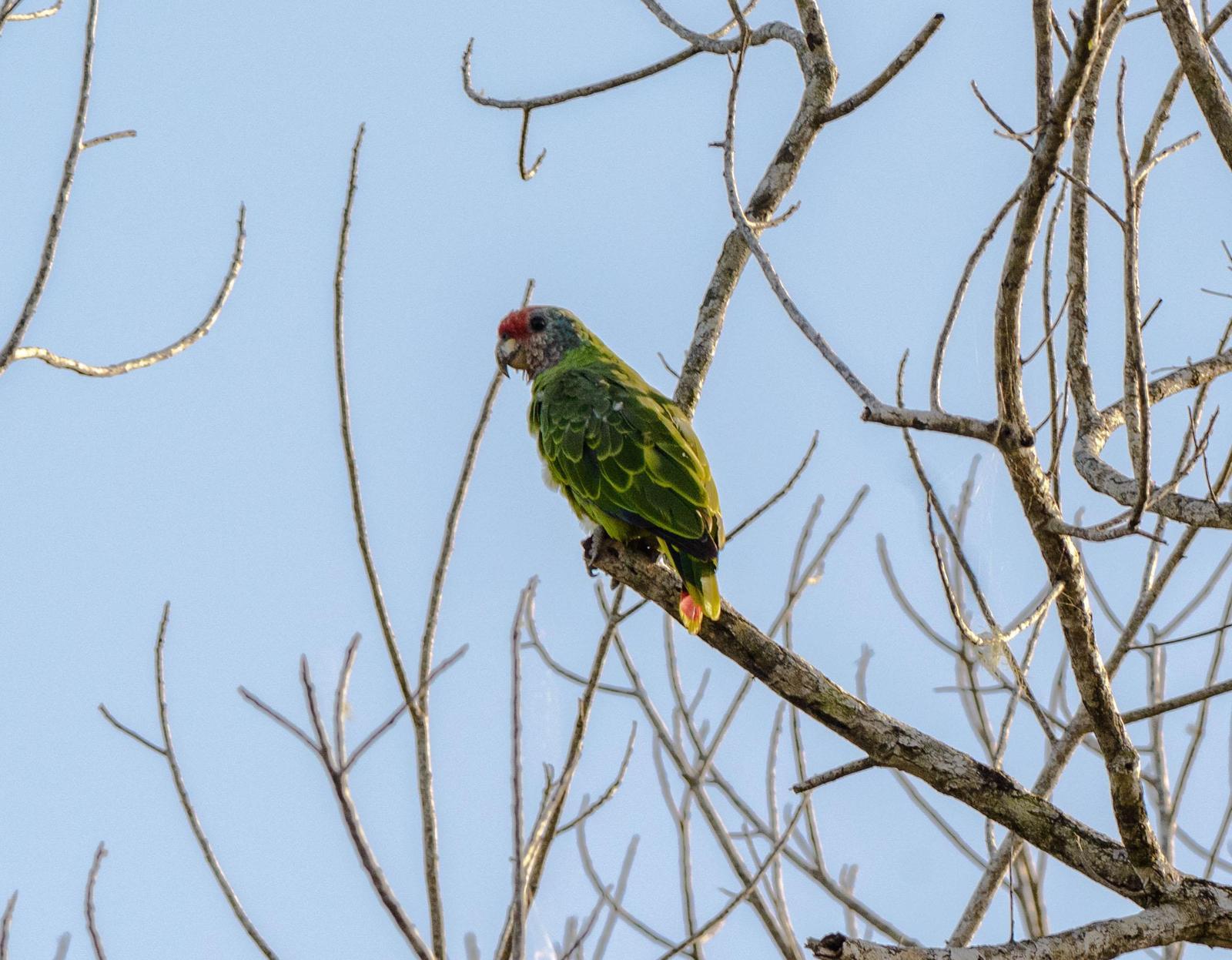 Red-tailed Parrot Photo by Evaldo Cesari de Oliveira Jr
