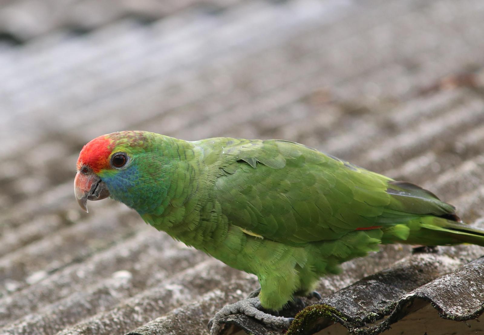 Red-browed Parrot Photo by Rohan van Twest
