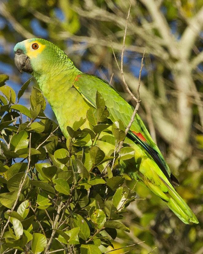 Turquoise-fronted Parrot Photo by John Oates
